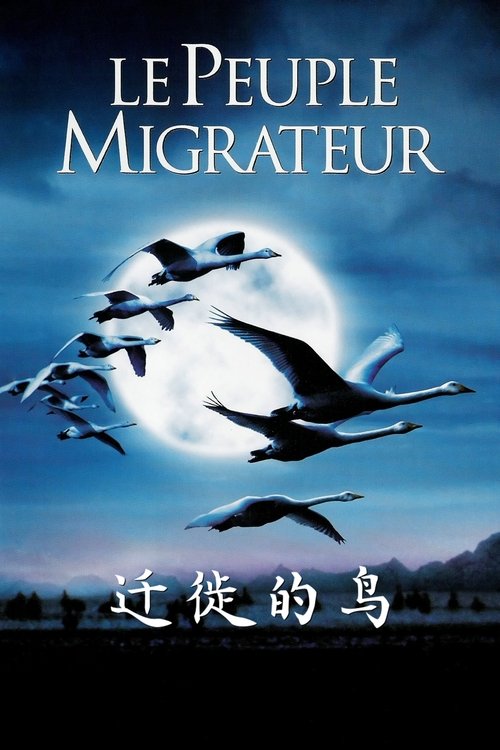 迁徙的鸟的海报