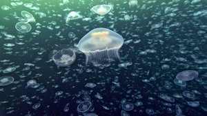 深海生物